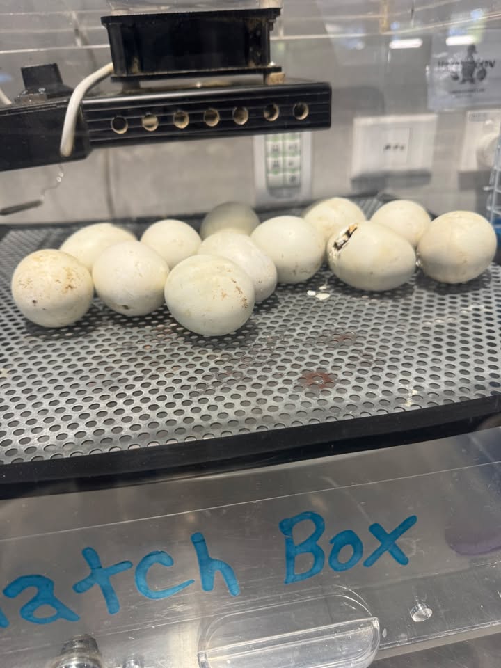 932332665570567_1321440123326484-1